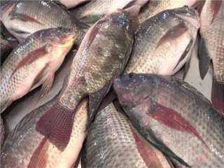أسعار الأسماك اليوم الإثنين 23-5-2022 في مصر