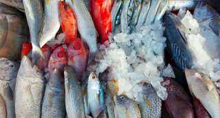 أسعار السمك اليوم الأربعاء الموافق 25 مايو 2022 في مصر